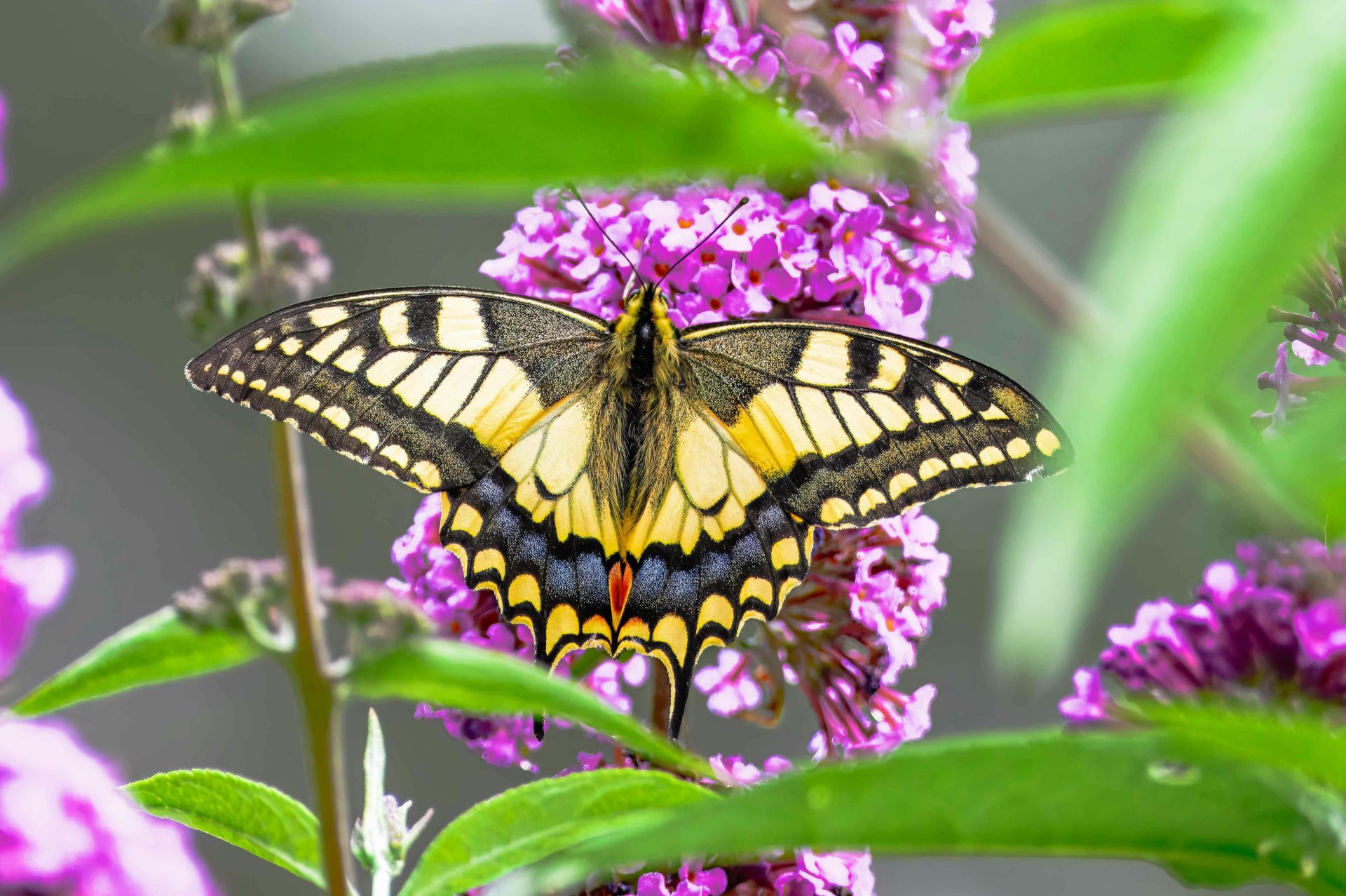 A stunning swallowtail butterfly perched on vibrant purple buddleia flowers, showcasing its colorful wings.